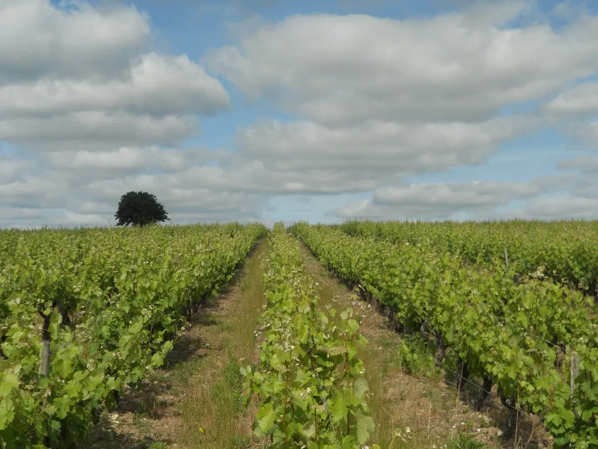 Vineyard rows at Vouvray on a Loire Valley castles wine tour